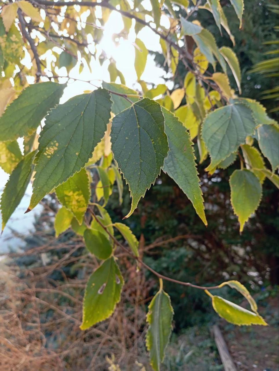 Casa Jardin Natural Sedella エクステリア 写真