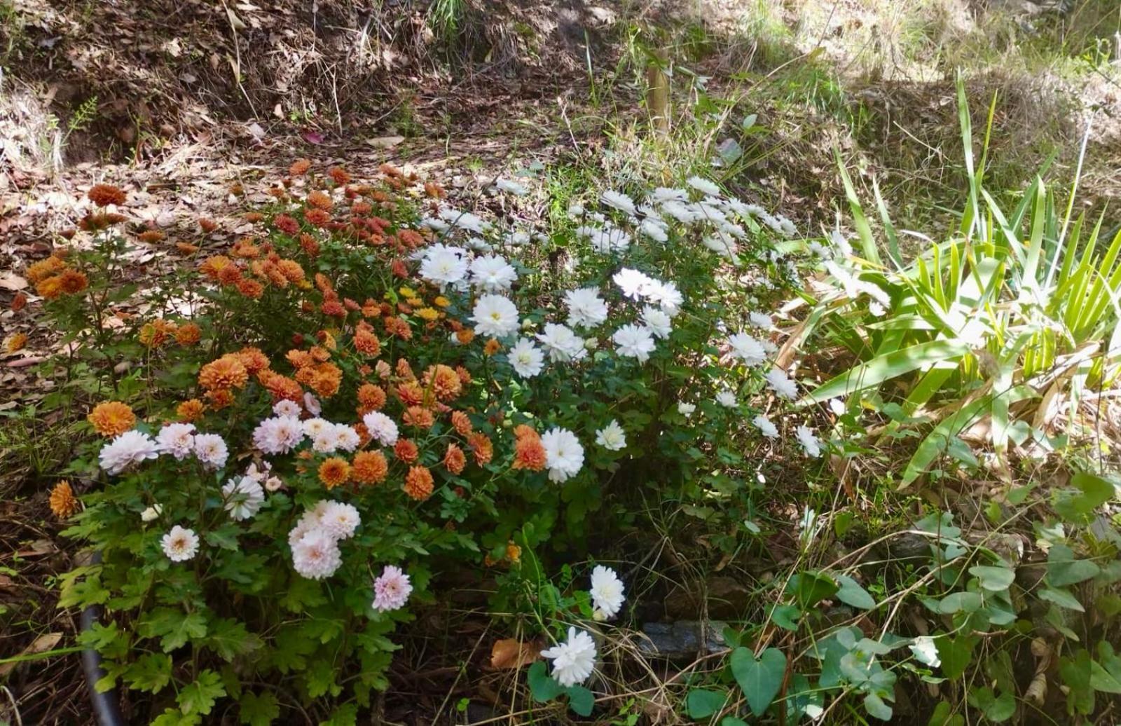 Casa Jardin Natural Sedella エクステリア 写真